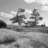 South Pass wind-blown Pine